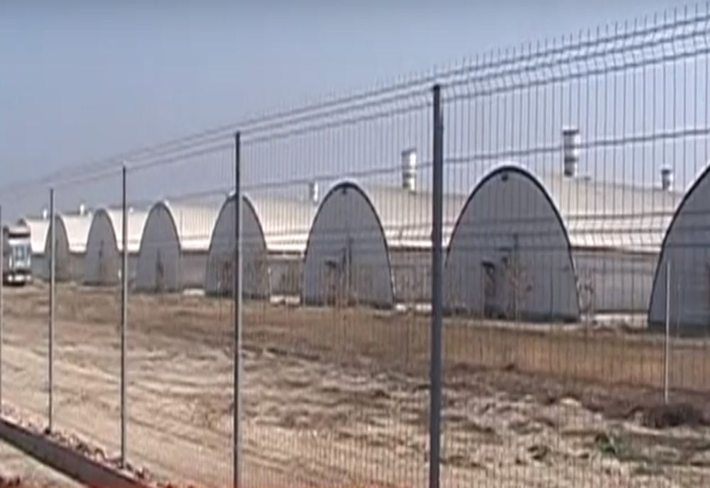 Despăgubiri de peste 4,5 milioane de euro pentru 29.000 de porci uciși la două ferme din Argeș