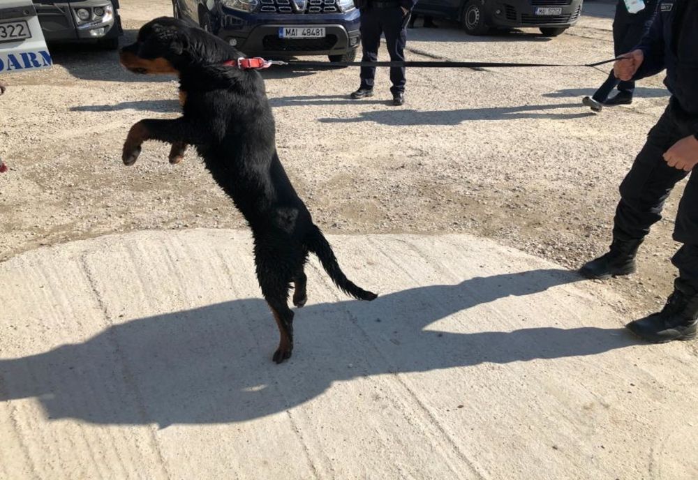 Jandarmii argeşeni au şi-au completat echipa cu trei câini