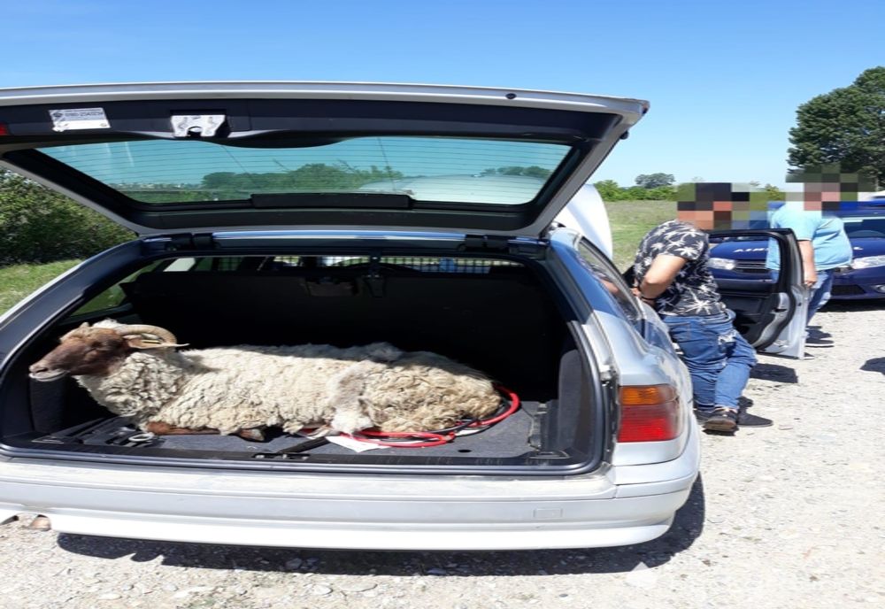 Bănuiți de braconaj, prinși cu animale furate!