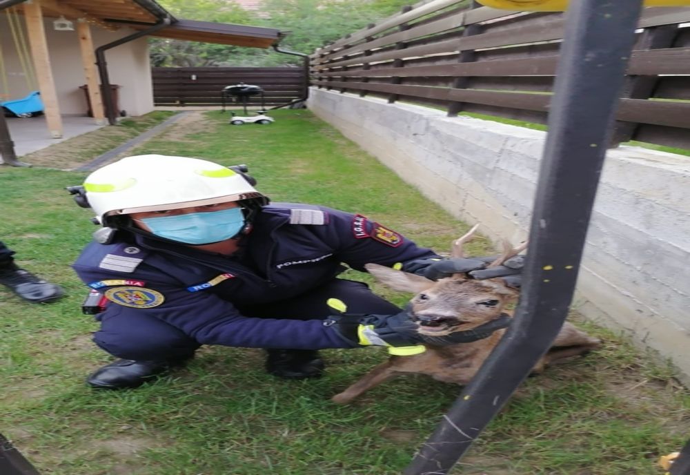 Pui de căprioară captiv într-un gard, salvat de pompieri!