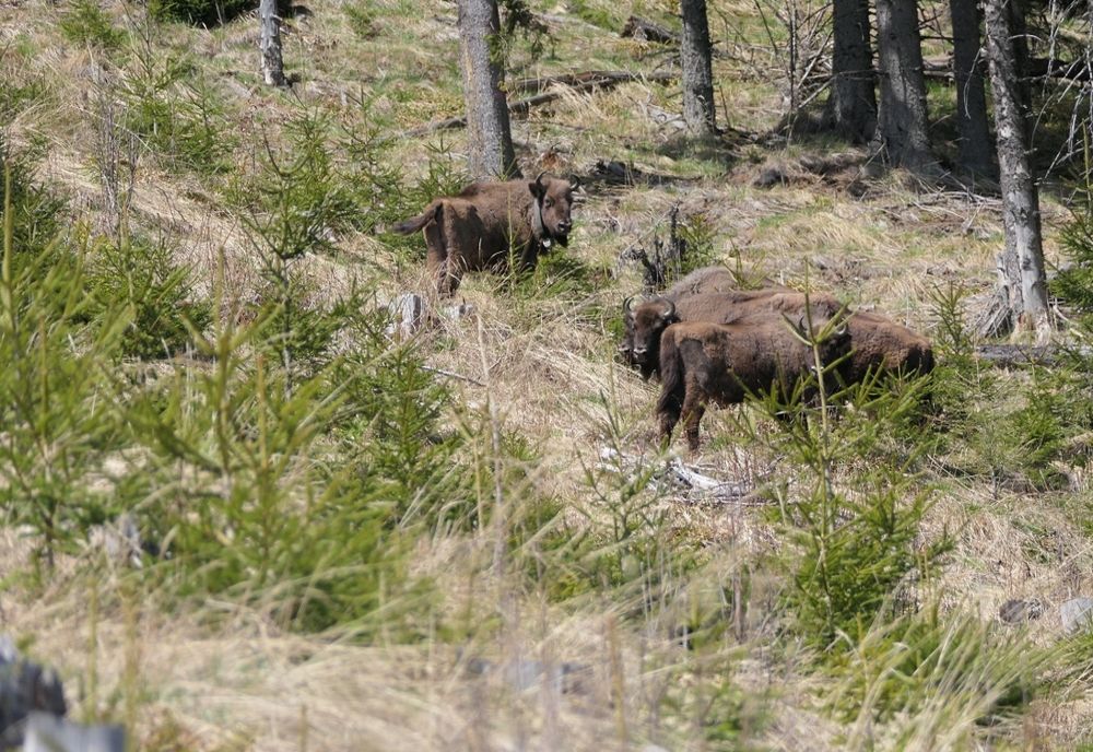 Video-Opt zimbri puşi în libertate în Munţii Făgăraş!
