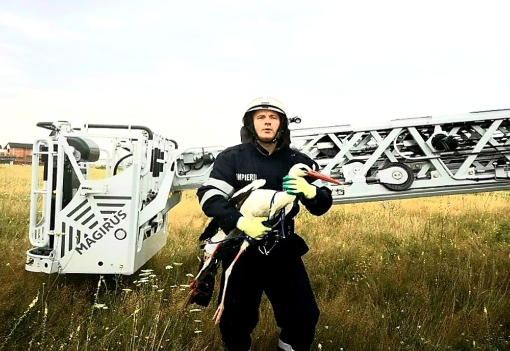 Salvatorii și barza