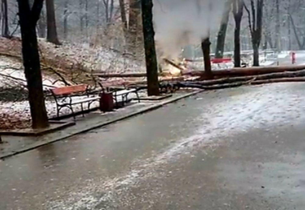 Incendiu provocat de copaci căzuți pe cablurile de curent în Pădurea Trivale