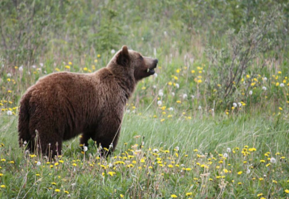 Gospodărie atacată de un urs