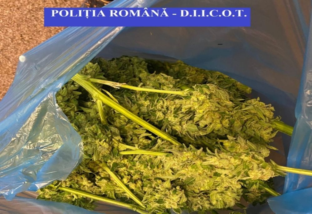 Plante de cannabis găsite de poliţiştii și procurorii DIICOT în localitatea Lereşti din Argeş