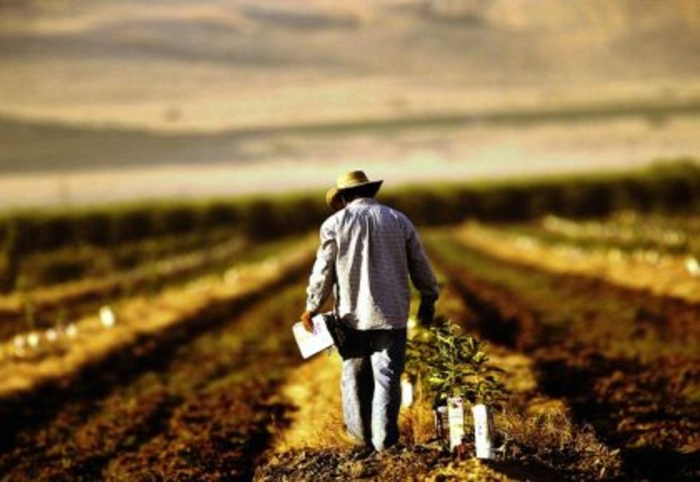 Producătorii agricoli au putut încasa în avans subvențiile pentru anul 2021