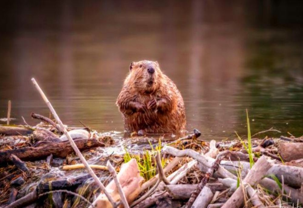 Se întâmplă la aproximativ 100 de ani. Inginerul ecosistemelor în albiile râurilor  