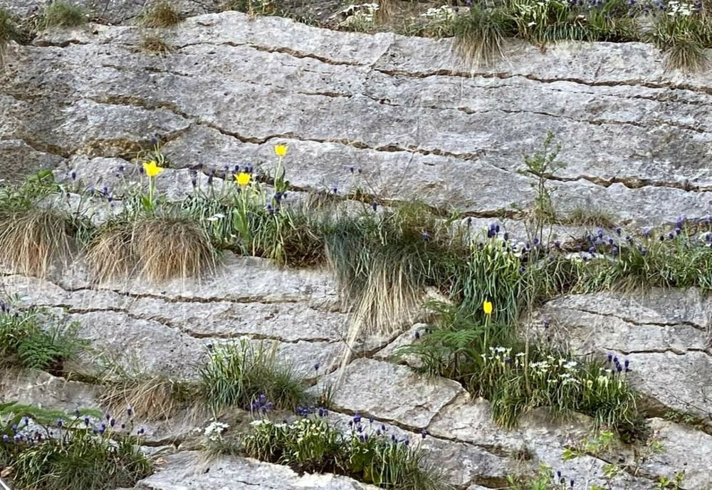 O floare unică în lume văzută în condiții speciale la Parcul Natural Porțile de Fier 