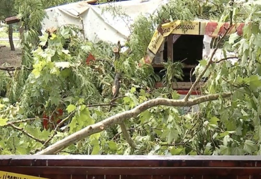 Incident grav în București: Un copac înalt de peste 10 metri a căzut peste un loc de joacă din parcul Cişmigiu