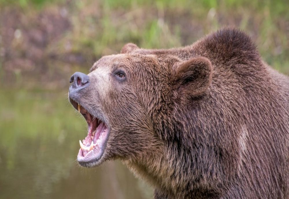 Autoritățile păcălite de urs. Animalul e liber pe străzile din Pitești