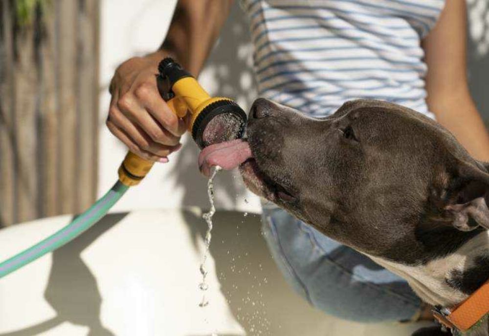 LEGEA 205/2004 PRIVIND PROTECȚIA ANIMALELOR: CE RISCĂ CEI CARE NU-ȘI ÎNGRIJESC CORESPUNZĂTOR ANIMALELE DE COMPANIE ÎN PERIOADELE CANICULARE