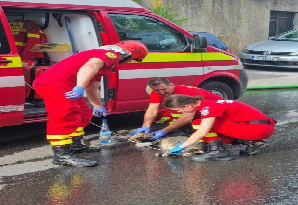 PISICI SALVATE DE POMPIERII DIN BRAȘOV