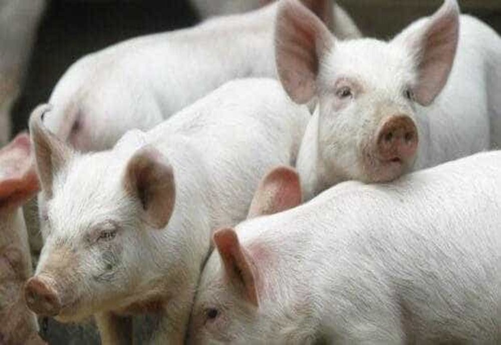 Campanie pentru promovarea cărnii de porc românești