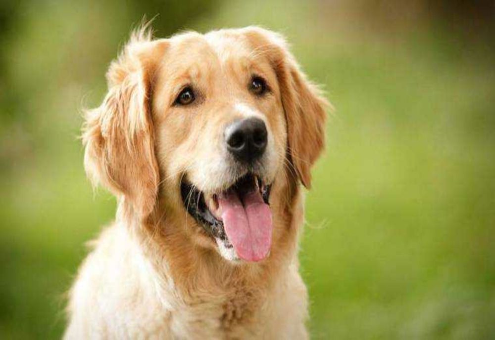 CLONAREA ANIMALELOR DE COMPANIE: O OPȚIUNE ÎN CREȘTERE ÎN POFIDA COSTURILOR RIDICATE