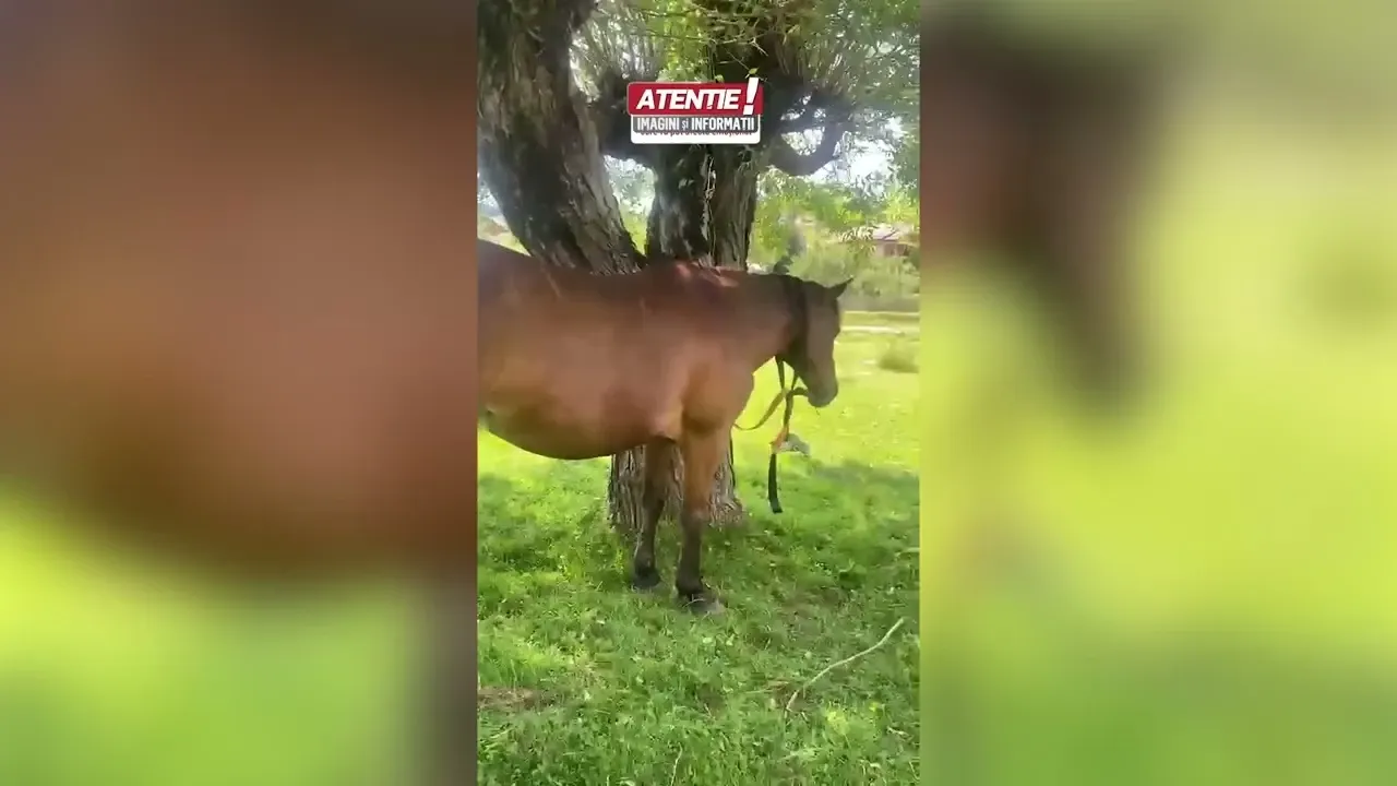  Un bărbat a atacat calul rivalului său cu un topor
