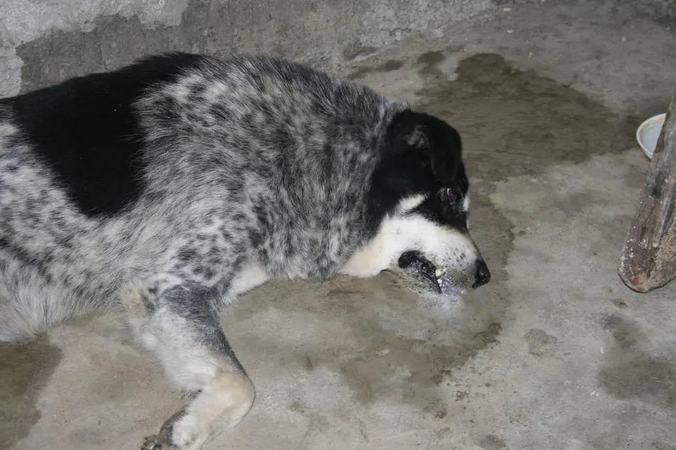 Cruzime, hoţul a ucis câinele ca sa poata fura