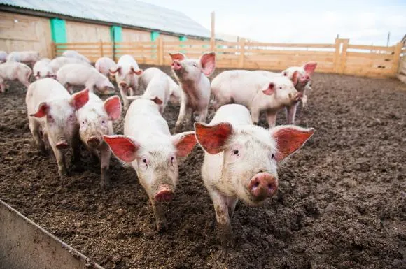 porci sacrificare