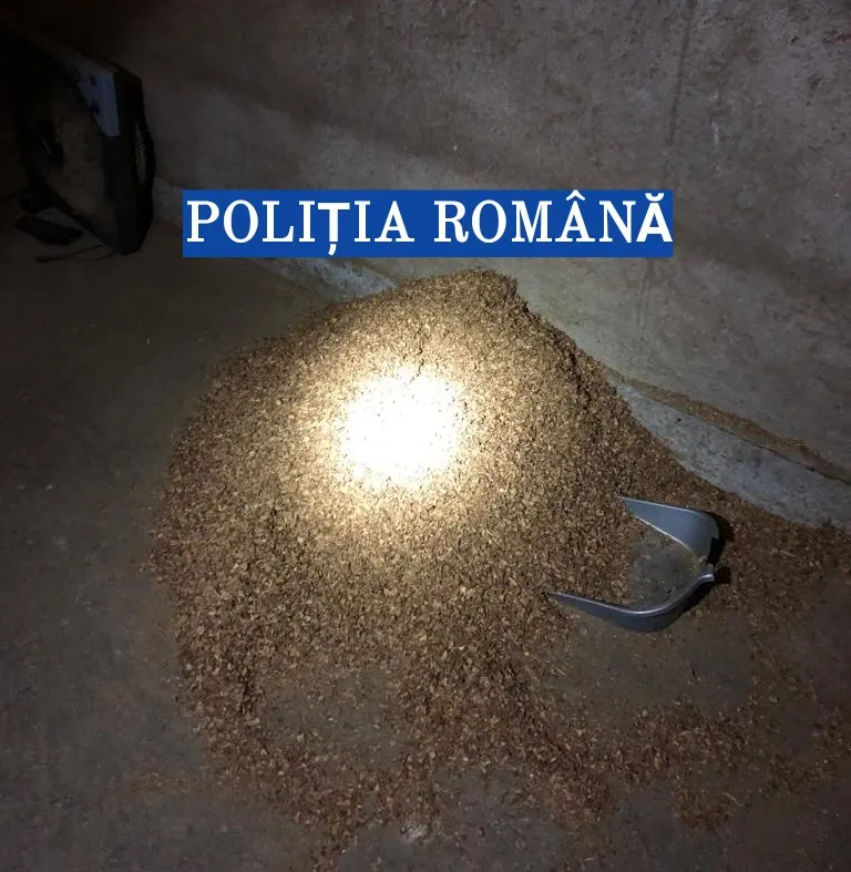 au fost dicate cantitati mari de tutun vrac