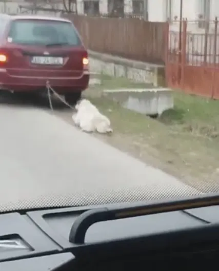 câine târât