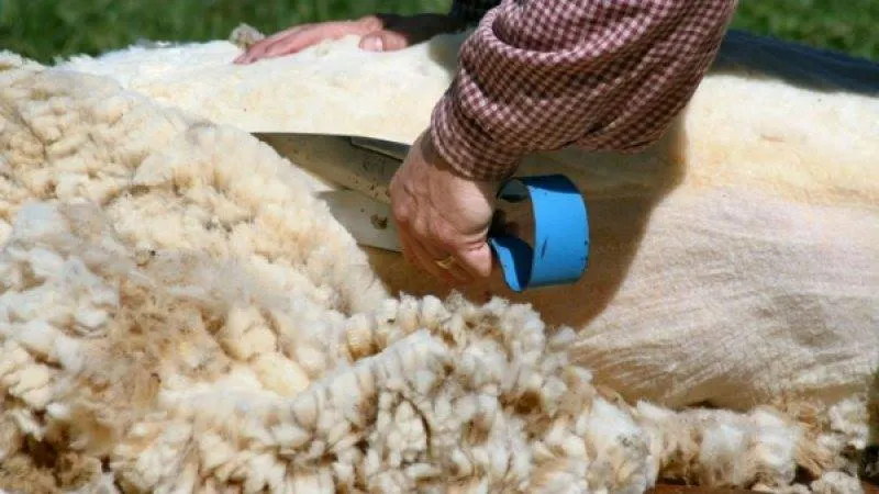 Crescatorii de ori vor să vândă lână