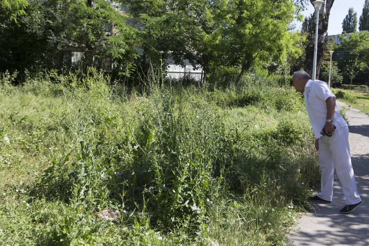 locatarii trebuie sa cosească iarba de lângă bloc