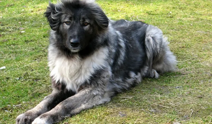 câini ciobăneşti oferiţi gratuit crescătorilor de animale.1