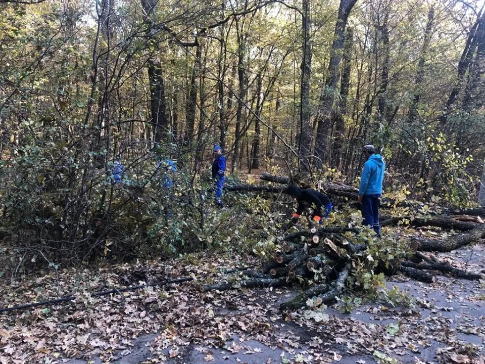 tăiere a arborilor Trivale