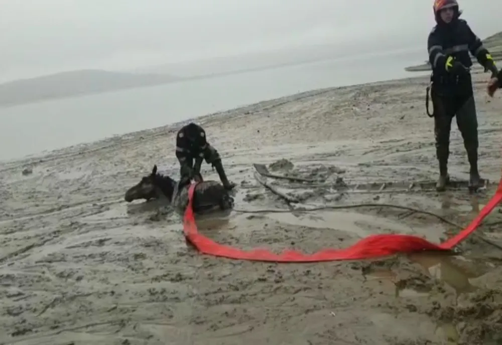 Foto – Cal salvat de pompieri, după ce a rămas împotmolit în mâl