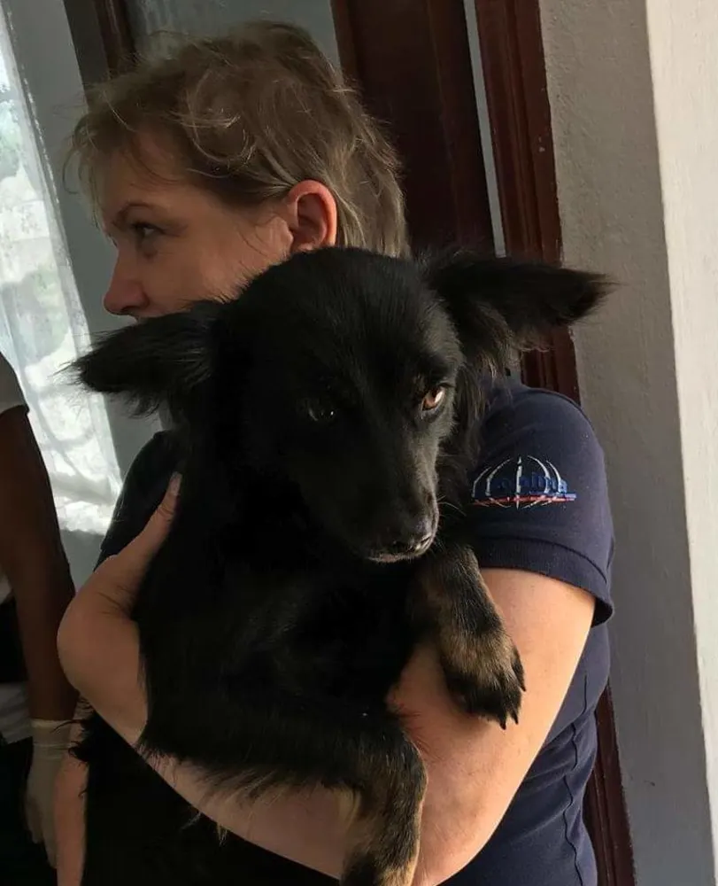 Peste 8000 de animale au beneficiat de sprijin, în Argeș
