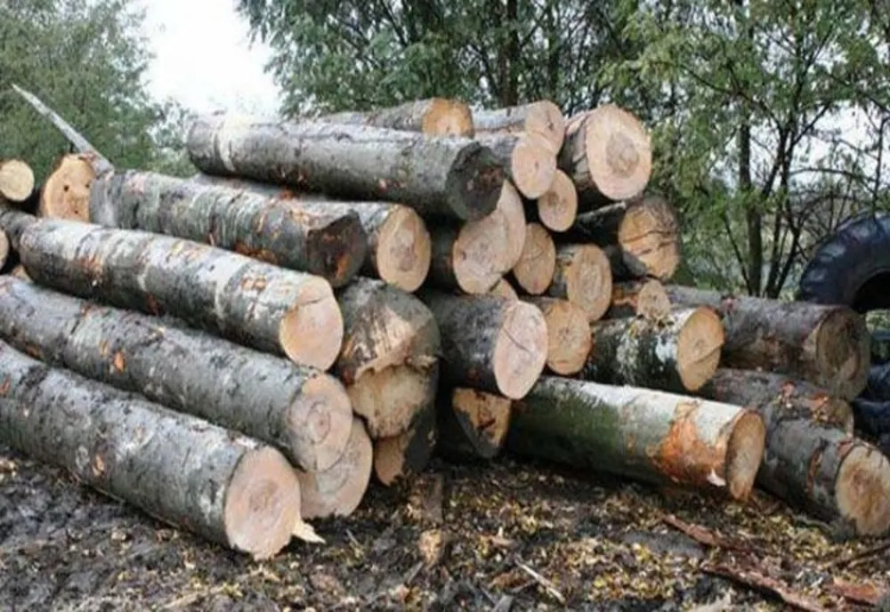 Au transportat material lemnos fără documente legale