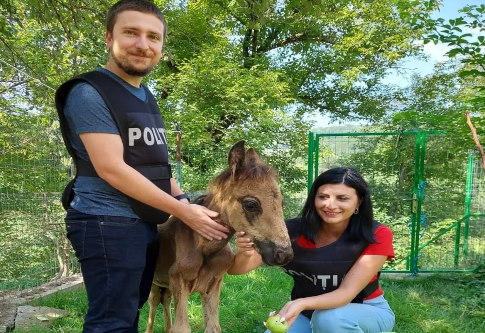 Polițiștii au salvat un mânz abandonat. Se fac verificări în acest caz