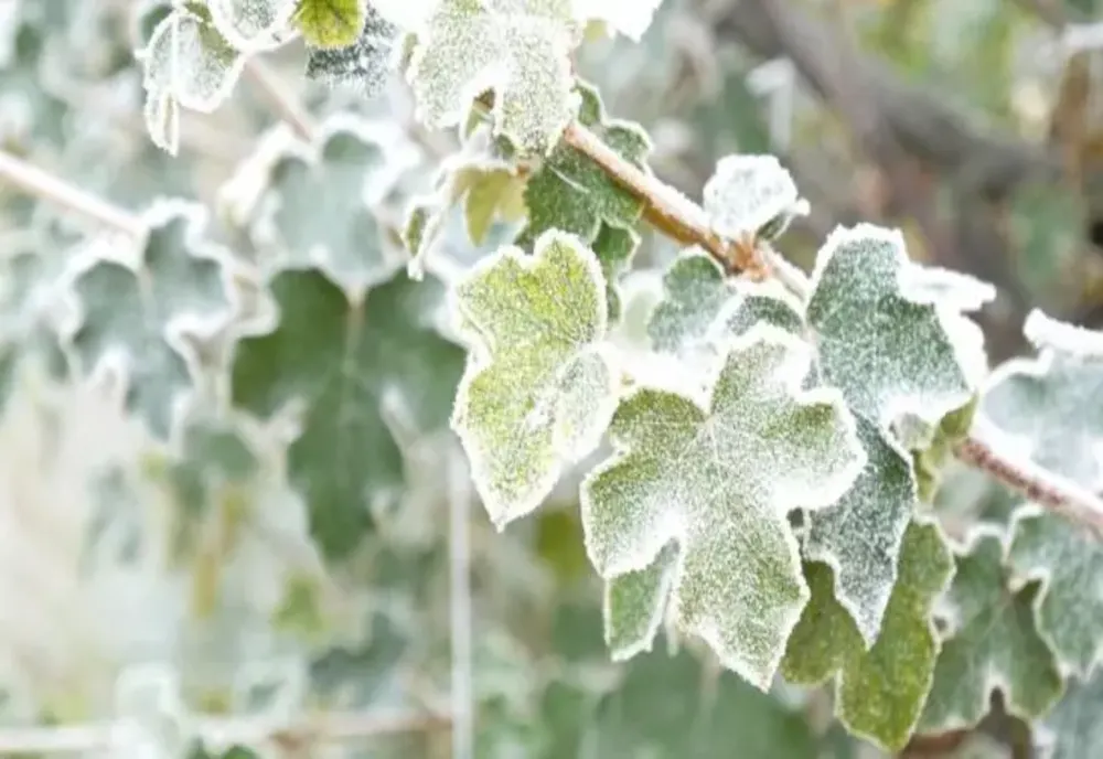 Val de aer polar peste România: Vin temperaturi negative, ploi și îngheț