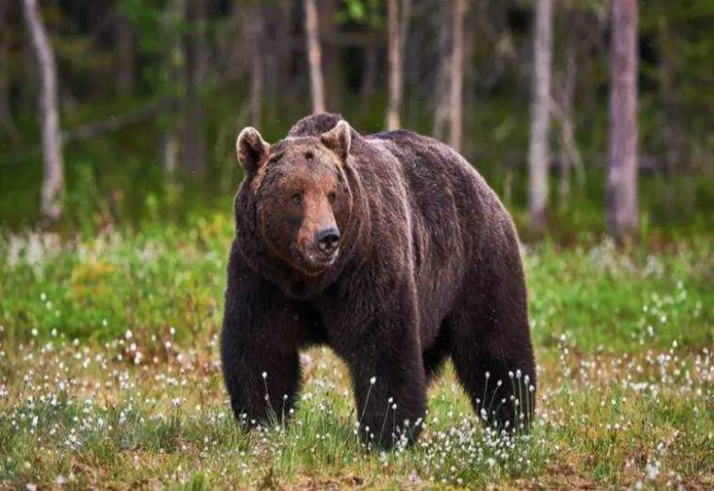 CINE PLĂTEȘTE DAUNE ÎN CAZUL UNEI PERSOANE ATACATE DE URS ÎN PĂDURE?