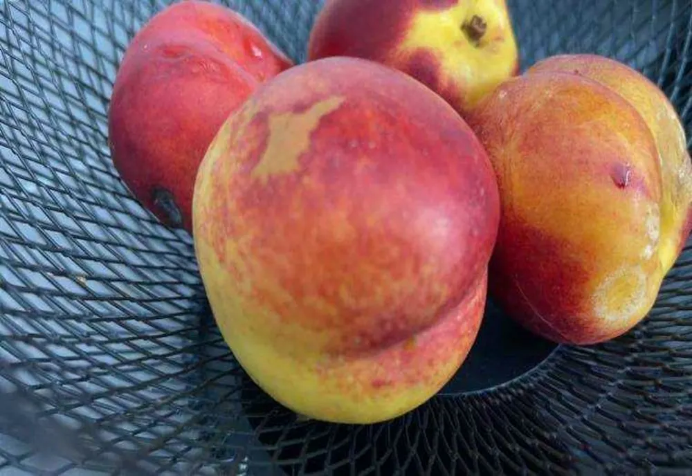 FRUCTE DIN TURCIA RETRASE DE LA COMERCIALIZARE DEOARECE DEPĂŞEAU NIVELUL DE PESTICIDE