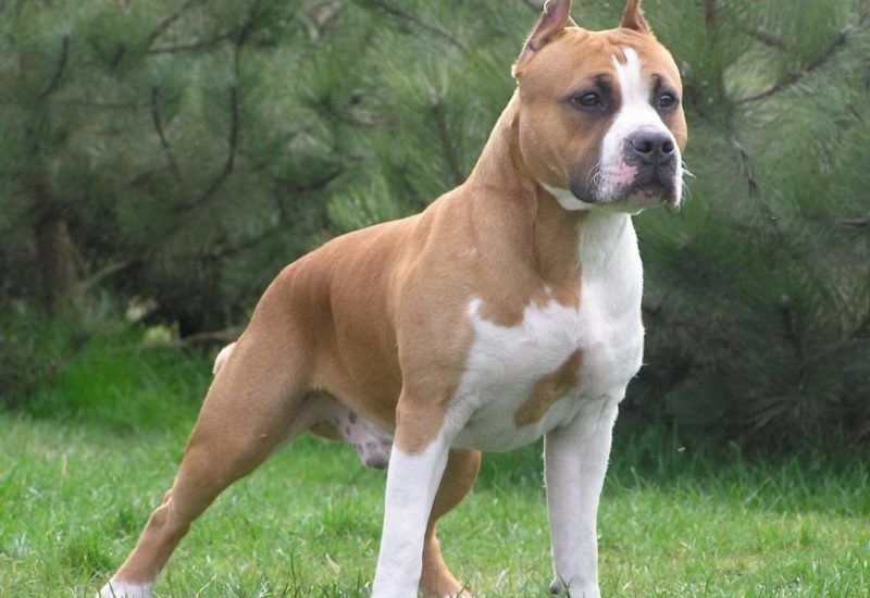 Câini periculoşi rasa Amstaff