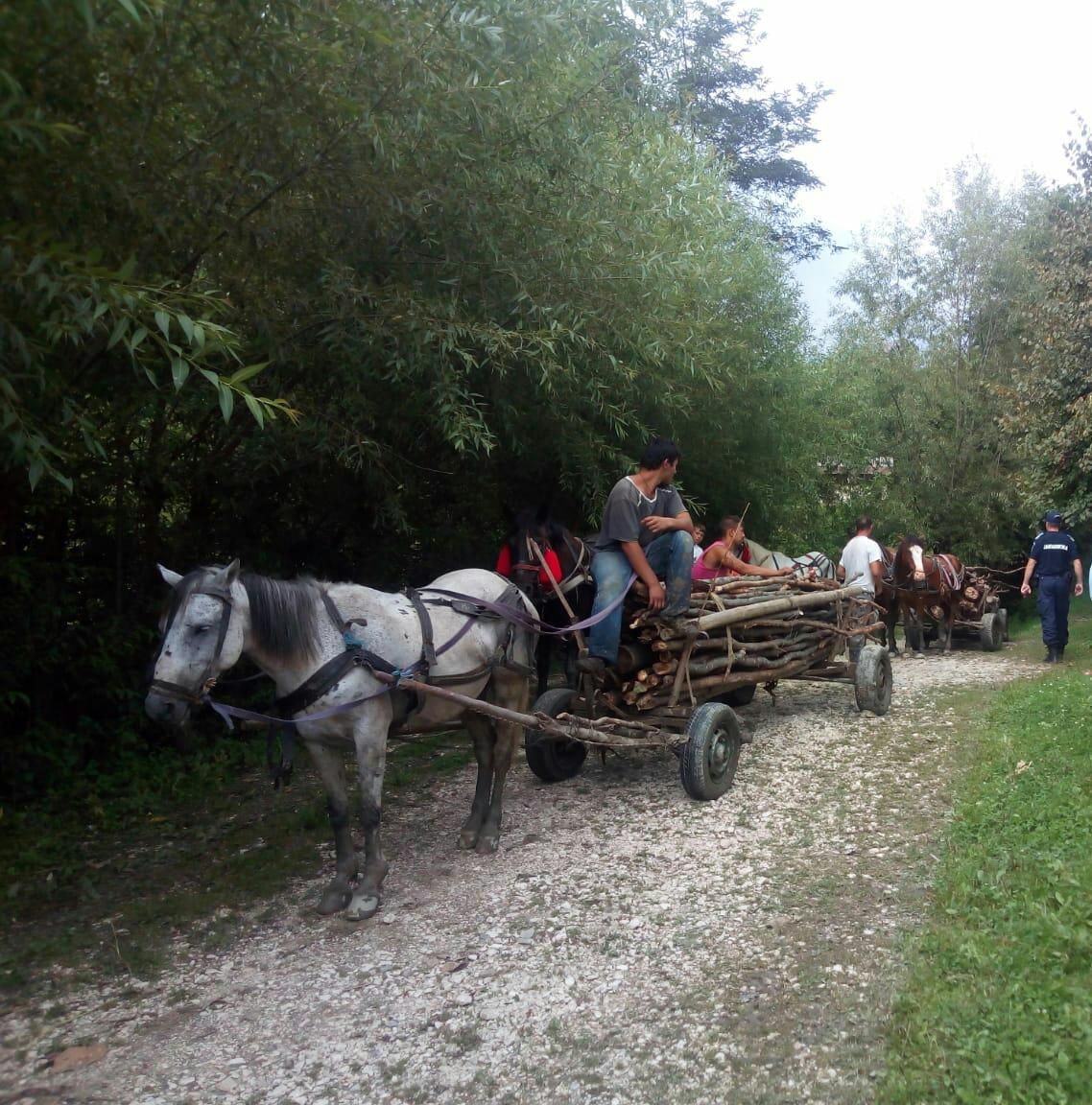 carute pline cu lemne furate 1