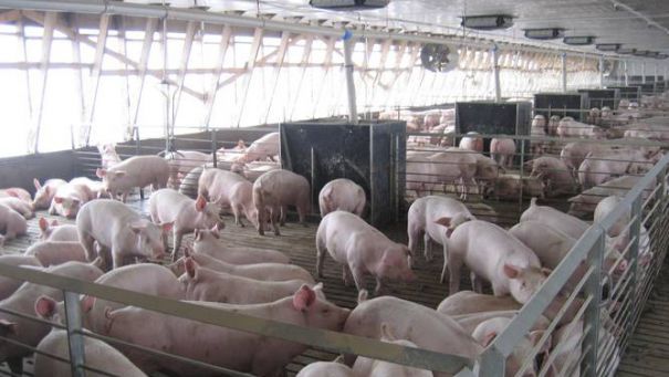 Autoritatile infirma aparitia PPA in Arges