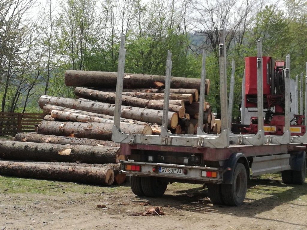 Activități ilegale cu lemn