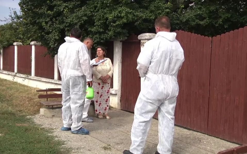 Suspiciune de pesta porcina in Arges , la Stoenesti