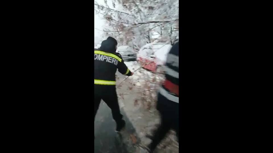 cad copacii-o alta problema