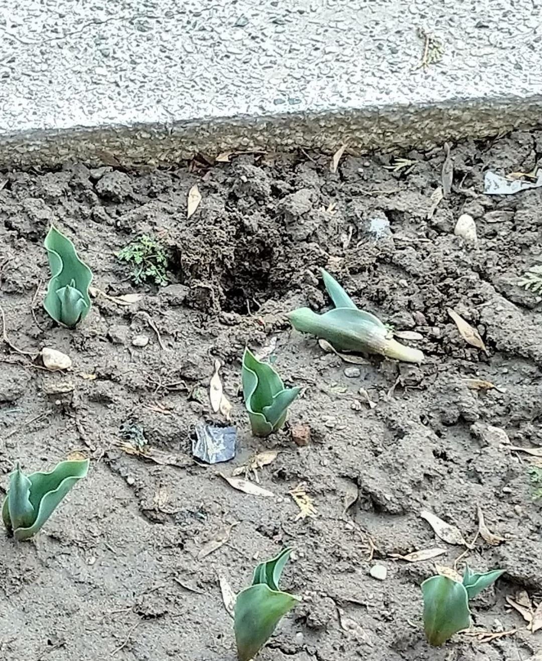 lalele distruse de porumbei