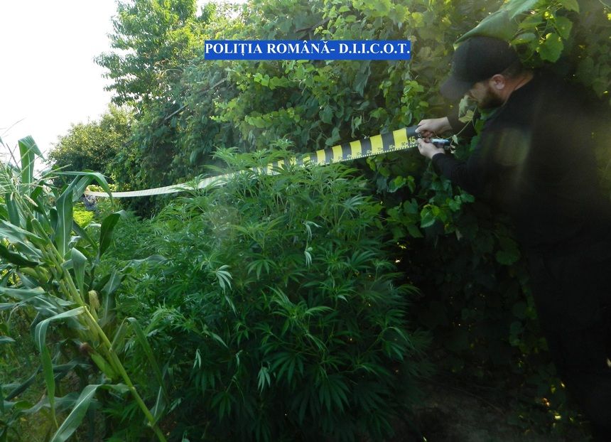 cultura de cannabis in gradina bunicii din Cocu