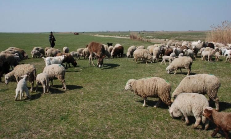 Percheziții la ciobani din zona Muscel