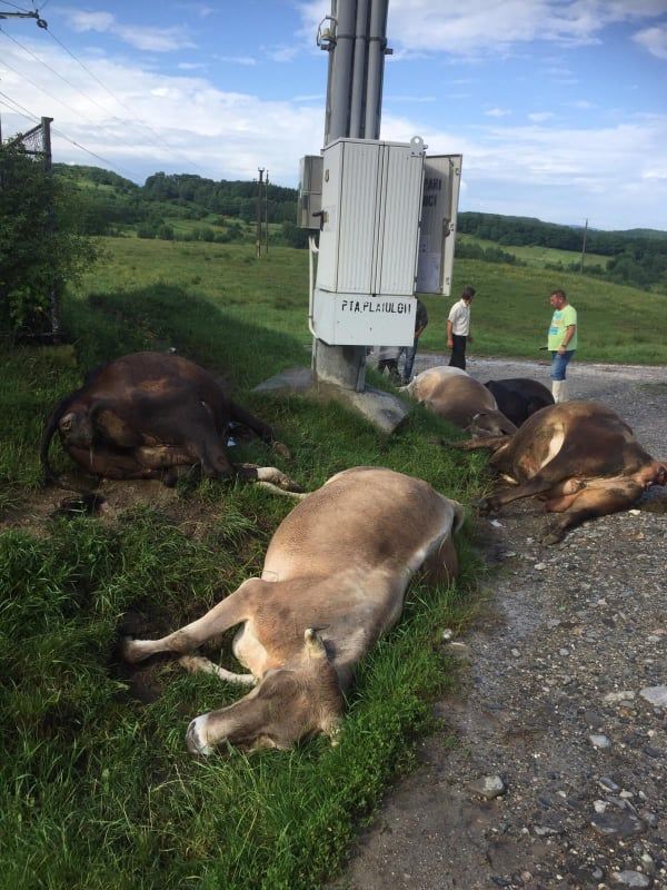 șase vaci omorâte de fulger