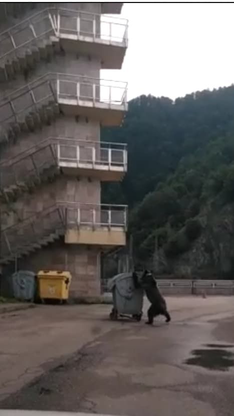 la Vidraru un urs a tras tomberonul in fata masinii