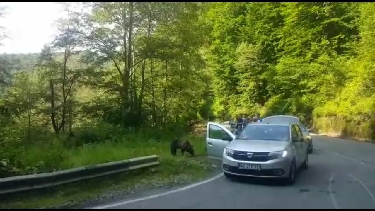 turisti inconstienti la doi pasi de ursi pentru selfie (3)