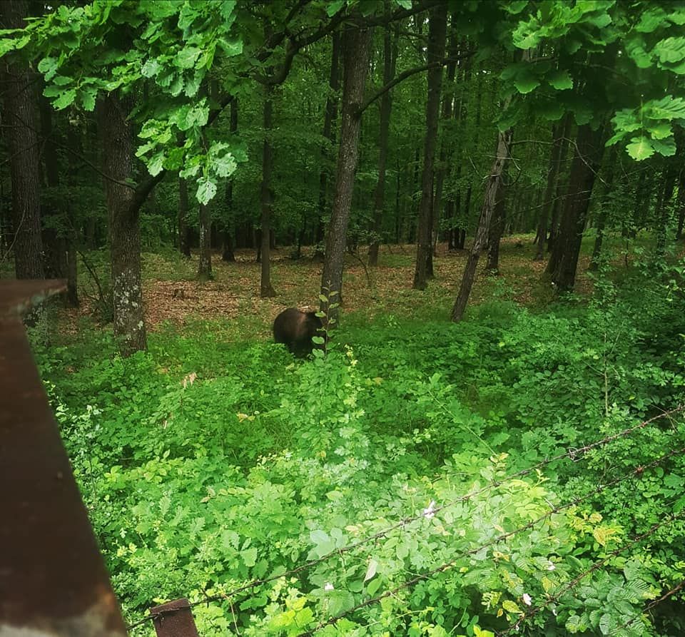 urs lângă Institutul de Cercetări Nucleare
