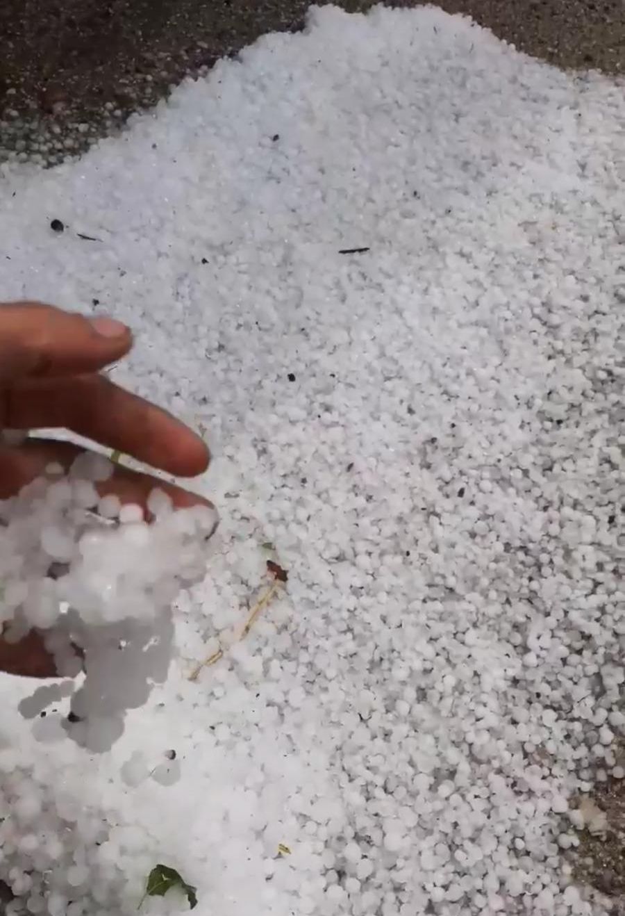 Grindina a distrus culturile la Bârla (3)