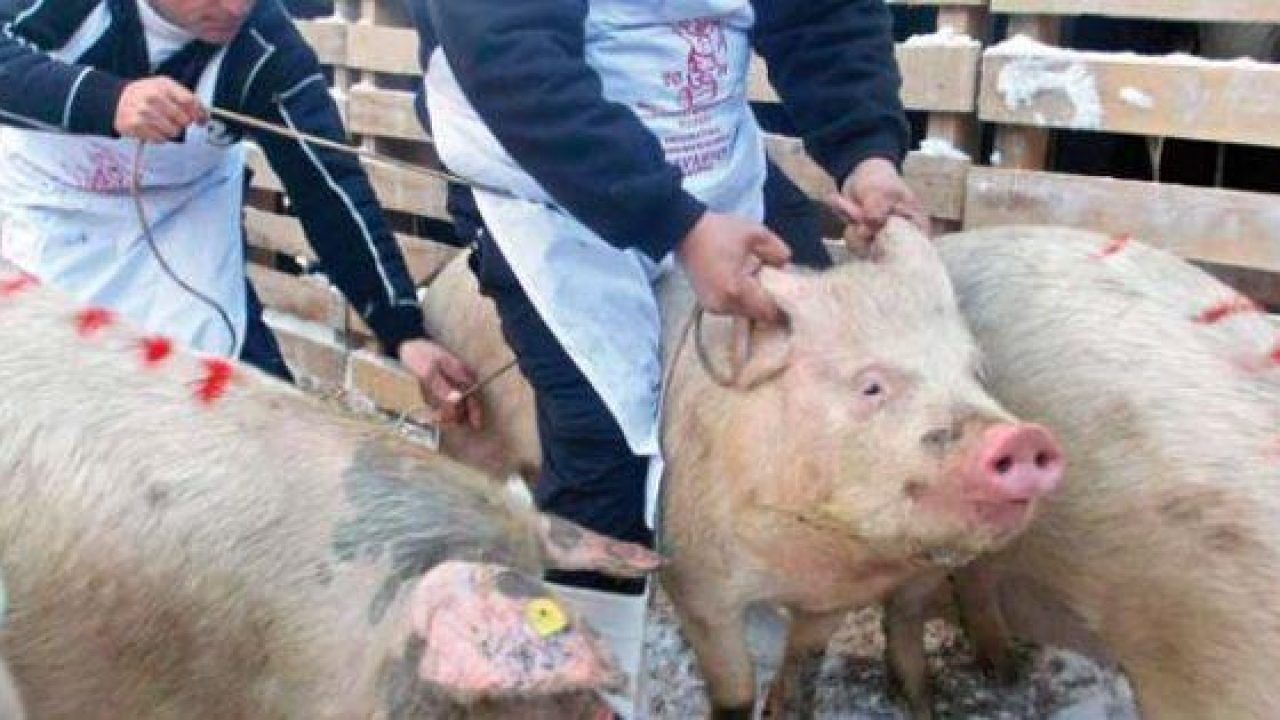 pesta porcina la Ungheni