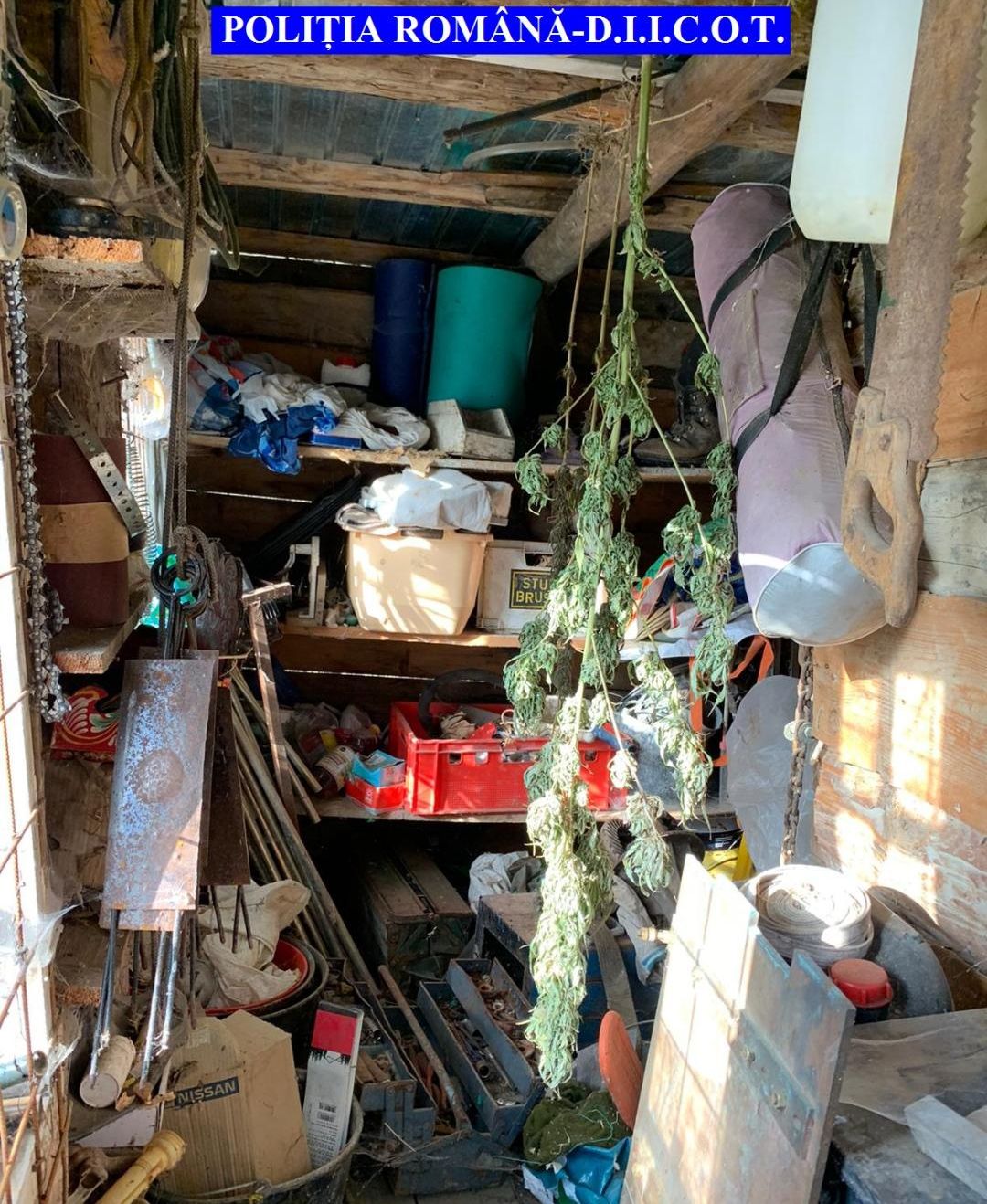 Bewlgianul isi pusese la uscat plantele pentru a fi procesate